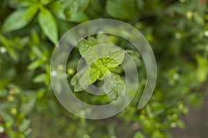 Holy basil or Tulsi An Ayurvedic Plant Tulsi has been used as a medicine in Hindu scriptures since ancient times.