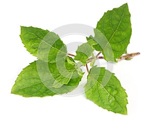 Holy basil or tulsi leaves photo