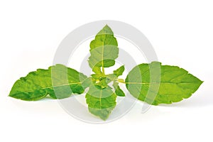 Holy basil or tulsi leaves