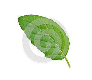 Holy basil or tulsi leaves isolated over white background