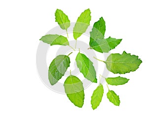 Holy basil or tulsi leaves isolated over white background