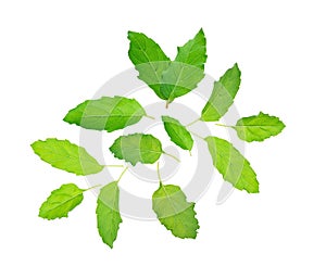 Holy basil or tulsi leaves isolated over white background