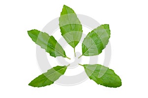 Holy basil or tulsi leaves isolated over white background