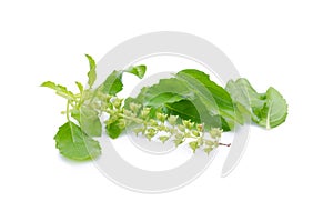 Holy basil or tulsi leaves isolated over white background