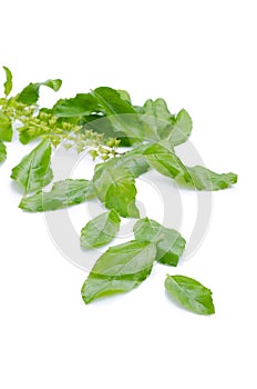 Holy basil or tulsi leaves isolated over white background