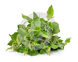 Holy basil or tulsi leaves isolated on white background