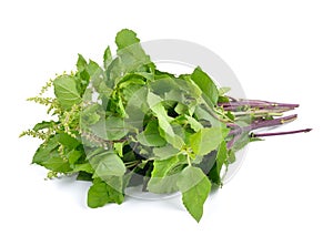 Holy basil or tulsi leaves isolated on white background