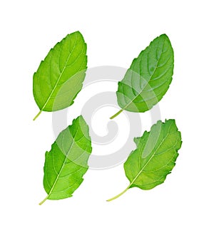 Holy basil or tulsi leaves on white background