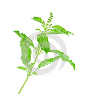 Holy basil or tulsi leaves on white background