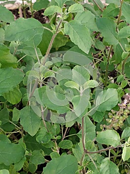 Holy basil Tulsi ocimum tenuiflorum aromatic perennial plant in the family lamiaceae