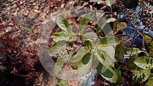 Holy basil, Tulsi, plant.