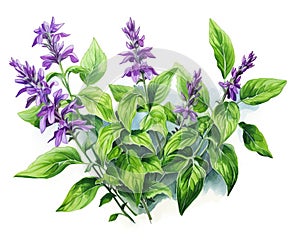 The Holy basil (tulsi) plant is isolated on a white background.