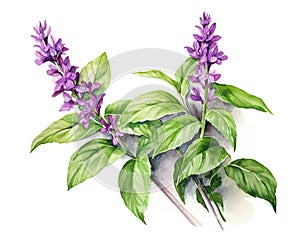 The Holy basil (tulsi) plant is isolated on a white background.