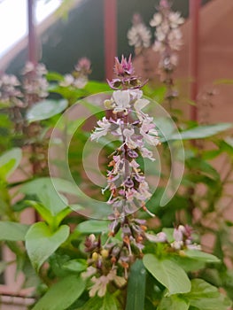 Holy basil or tulsi plant in rooftop garden.
