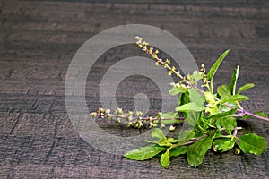 Holy Basil or Tulsi queen of herbs and wooden mortar