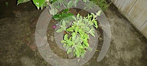 HOLY BASIL TULSI TREE FLOURISHING UNDER SUNNY SKIES