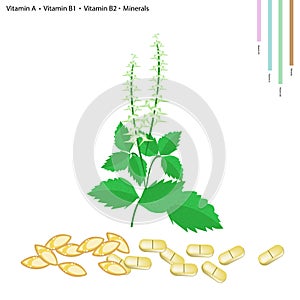 Holy Basil with Vitamin A, B1 and B2