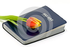 Holy Bible and colorful flower photo