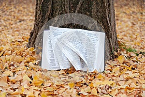 Holy Bible opened in Psalms on tree trunk with pages turning in the wind in Japanese autumn with fallen yellow leaves