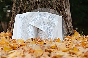 Holy Bible opened in Psalms on tree trunk with pages turning in the wind in Japanese autumn with fallen yellow leaves. Copy space