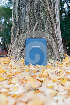 Holy Bible on tree trunk outdoors with yellow fallen leaves. Copy space. Vertical shot