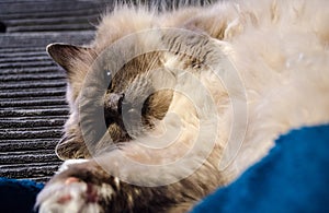 A holy birman cat playing