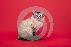 Holy burmese cat sitting on a red background looking at the camera