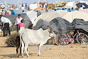Holy cattle at the Megha Mela