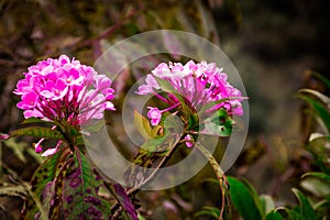 The holy cow flower in nature.