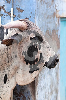 Holy cow walking in the street in Jodhpur, Rajasthan state of India