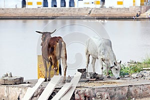 Holy cows in Pushkar