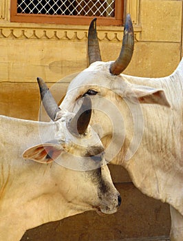 Holy cows in the streets of Jaisalmer, India.