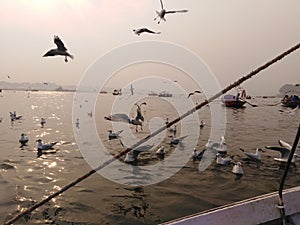 The holy Ganges river and the Siberian bird enjoying