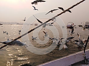 The holy Ganges river and the Siberian bird enjoying