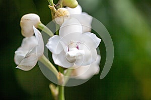 Holy Ghost orchid, Peristeria elata
