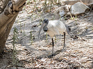 Holy ibis - Threskiornis aethiopicus - walks the sunny day through the forest