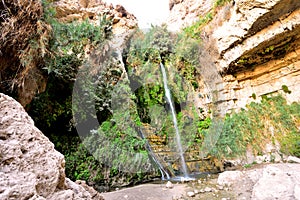 Holy Land of Israel. Ein Ghedi Reserve. photo