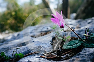 Holy land Series - cyclamen in Ayalon Park
