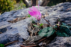 Holy land Series - cyclamen close up in Ayalon Park