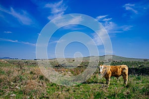 Holy Land Series - Golan Heights cattle