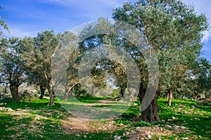 Holy Land Series -Old Olive Trees #5