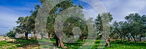 Holy Land Series -Old Olive Trees panorama