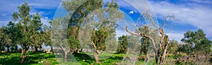 Holy Land Series -Old Olive Trees panorama