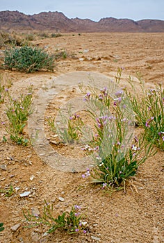 Holy Land Series - Ramon Crater Makhtesh - desert blossom 18
