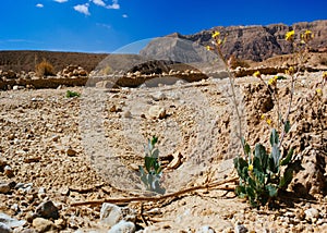 Holy Land Series - Timna Valley 19