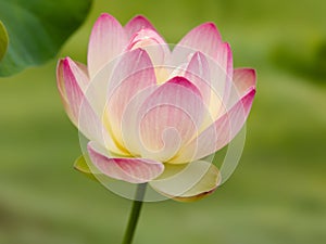 Holy lotus flower in pink pastel