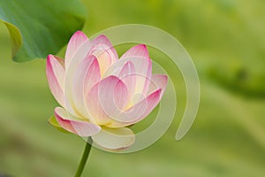 Holy lotus flower on soft green