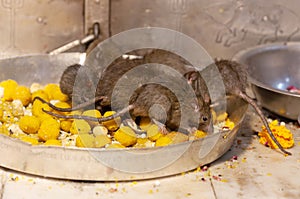 Holy rats in the famous Indian Karni Mata temple, Deshnoke near Bikaner, Rajasthan state of India