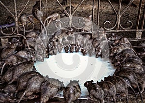 Holy rats feasting at Karni Mata temple in Deshnoke, near Bikaner, Rajasthan, northern India