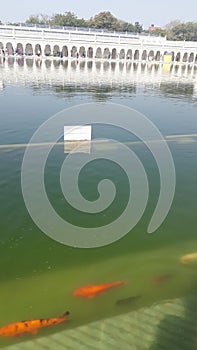 Holy river inside gurudwara bangla sahib